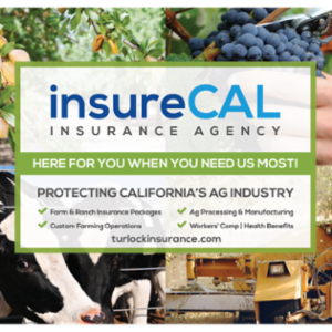 insureCAL Insurance Agency's logo